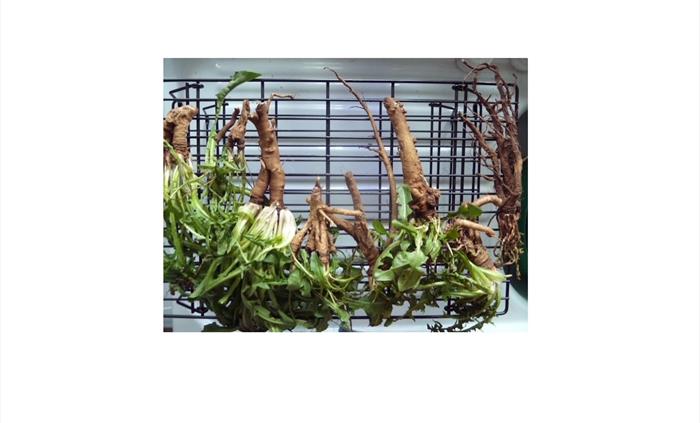 Drying Dandelions